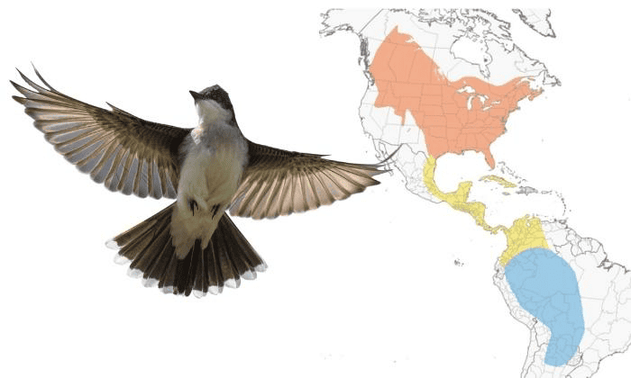 Eastern-Kingbird