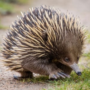 Echidnas