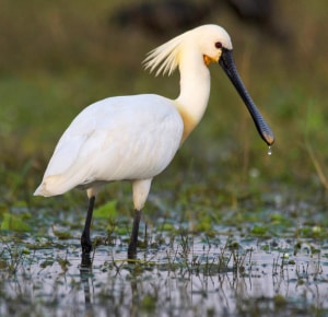 Eurasian-Spoonbill-similar-cranes