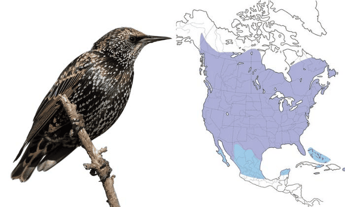 European-Stacrling-Birds-in-Virginia