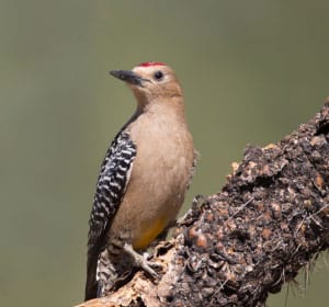 Gila-Woodpecker-in-Arizona