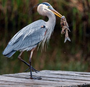 Great-Blue-Heron-similar-cranes