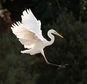 Great-Egret-similar-cranes