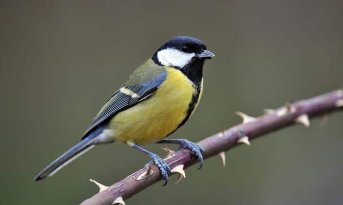 Great-tit-Birds