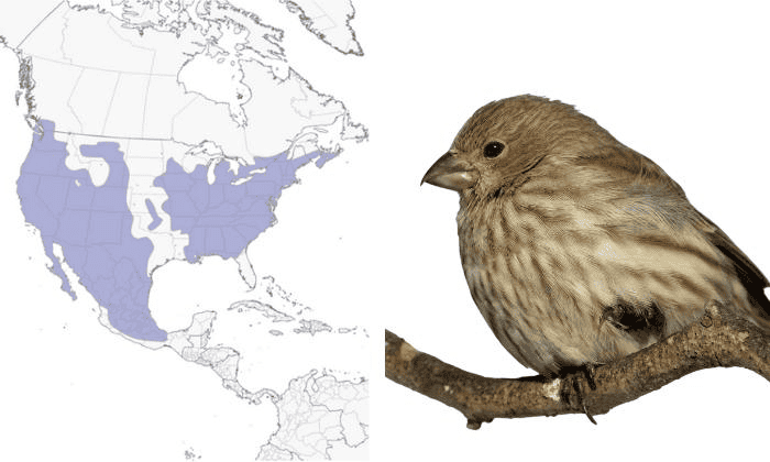 House-Finch-Birds-in-Virginia