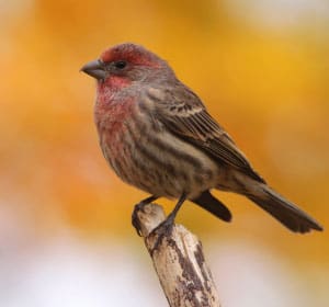 House-Finch--in-Arizona