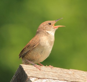 House-wren-is-one-of-major-wren