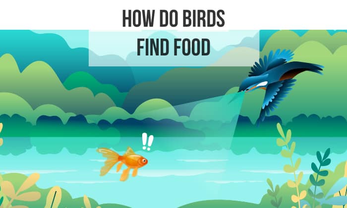 How Do Birds Find Food
