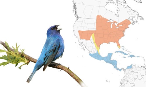 Indigo-Bunting-in-Iowa