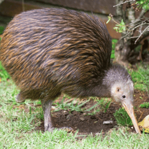 Kiwi-Birds-Use-Their-Sense-of-Smell-to-Find-Food