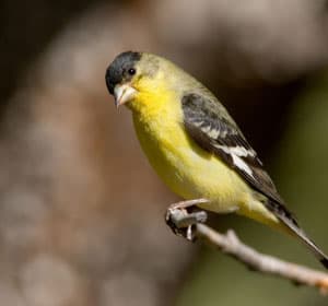 Lesser-Goldfinch-in-Arizona