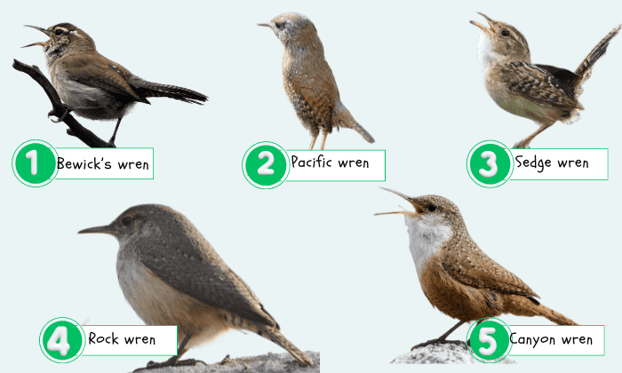 Lesser-known-Wren-Species-in-the-Americas