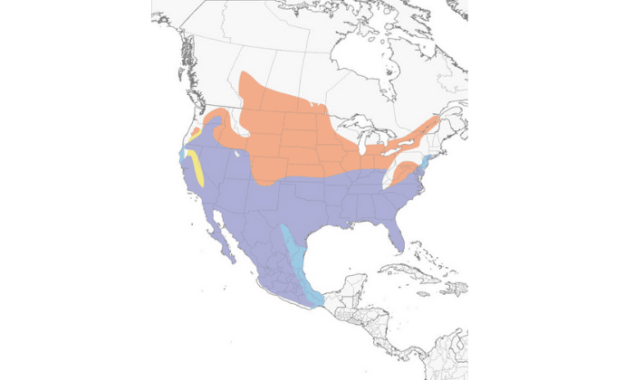 Loggerhead-Shrike-map