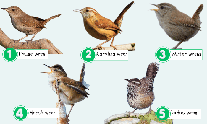 Major-Wren-Species-in-the-Americas