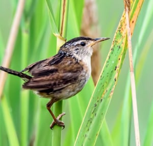 Marsh-wren-is-one-of-major-wren