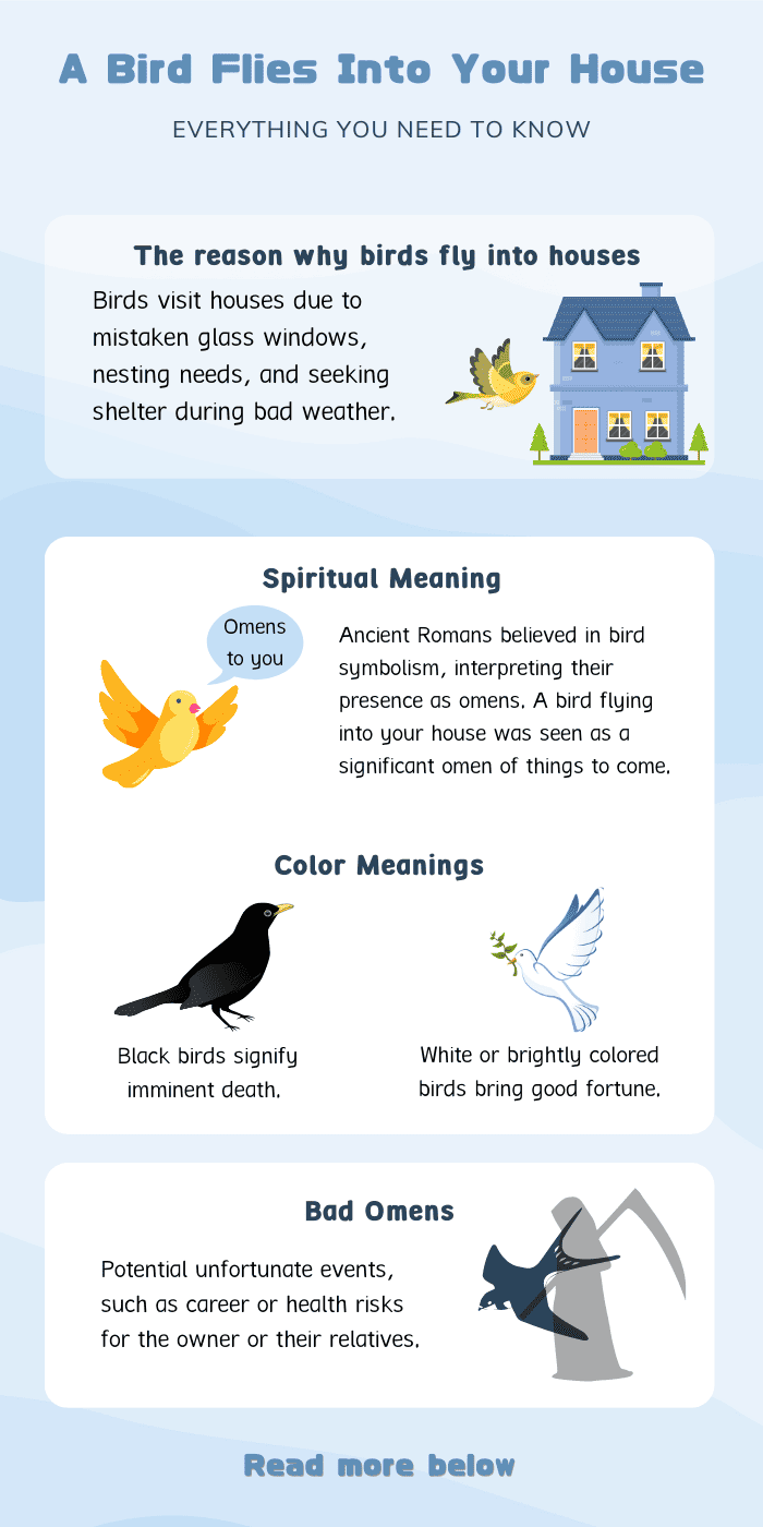 Mean-When-a-Bird-Flies-Into-Your-House-infographic