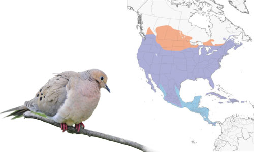 Mourning-Dove-in-Iowa