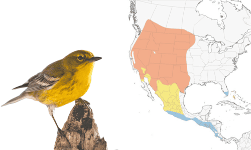 Nashville-Warbler