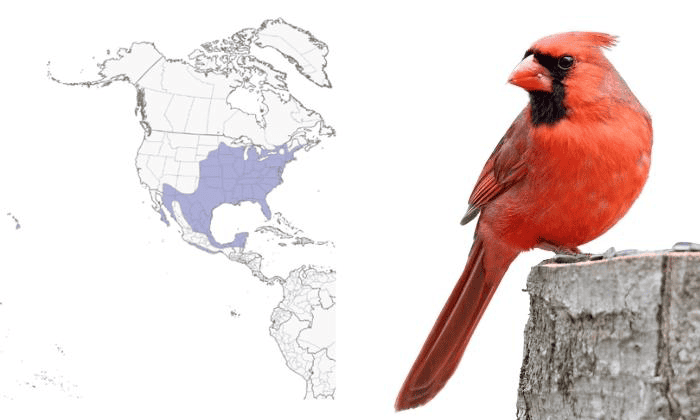 Northern-Cardinal-Birds-in-Virginia