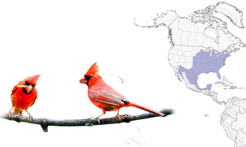 Northern-Cardinal-in-Iowa