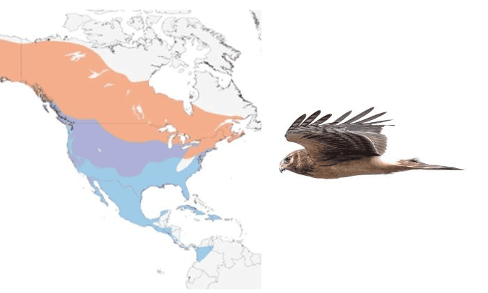 Northern-Harrier-Hawk-in-Florida