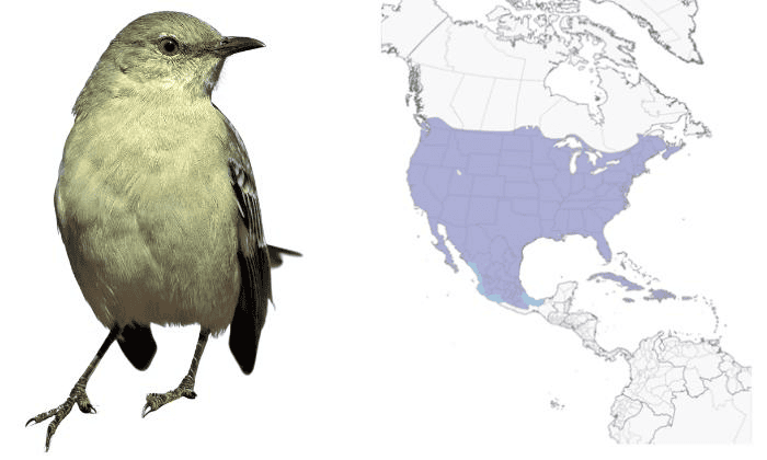 Northern-Mockingbird-Birds-in-Virginia