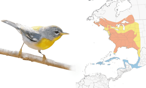 Northern-Parula