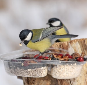 Offer-the-right-food-to-Tame-a-Wild-Bird