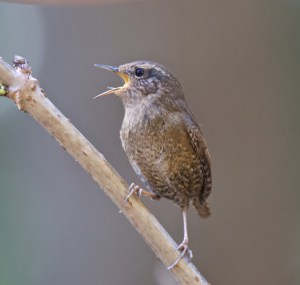 Pacific-wren-is-one-of-lesser-known-wren
