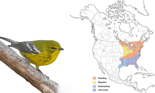 Pine-Warbler