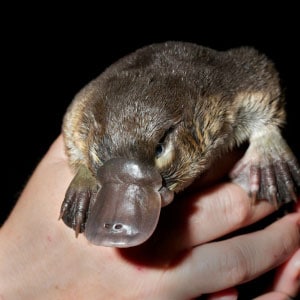 Platypus