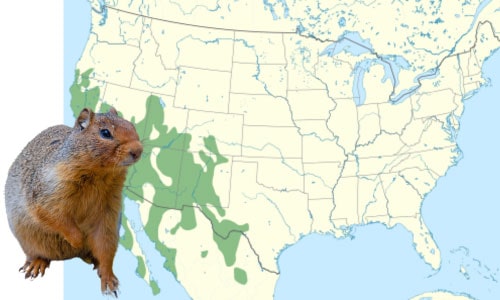 Pocket-Gopher-In-Arizona