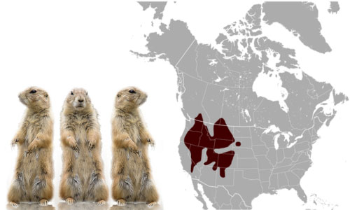 Prairie-Dogs-In-Arizona