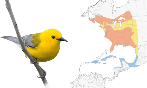 Prothonotary-Warbler