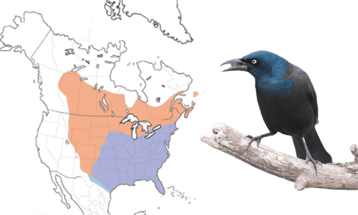 Quiscalus-quiscula-Birds-in-Virginia