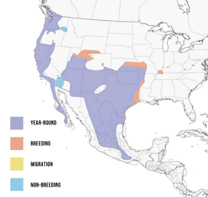 Range-of-Bewick’s-wren-in-the-Americas