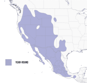 Range-of-Canyon-wren-in-the-Americas