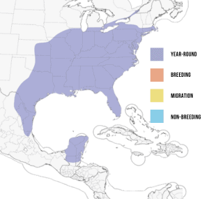 Range-of-Carolina-wren-in-the-Americas