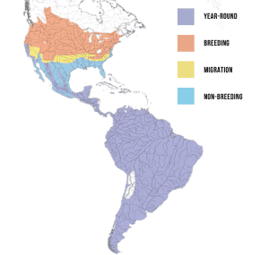 Range-of-House-wren-in-the-Americas