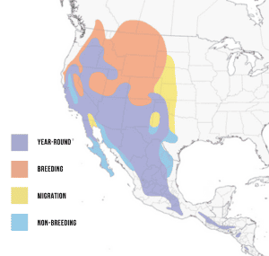 Range-of-Rock-wren-in-the-Americas