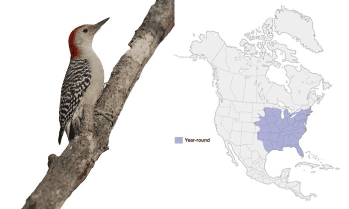 Red-bellied-Woodpecker-in-Virginia