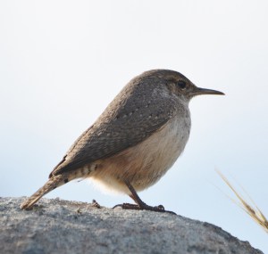 Rock-wren-is-one-of-lesser-known-wren