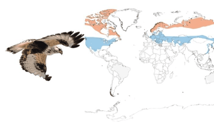 Rough-legged-Hawk-in-Florida