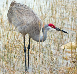 Sandhill-Crane-is-the-largest-bird-in-Michigan