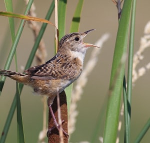 Sedge-wren-is-one-of-lesser-known-wren