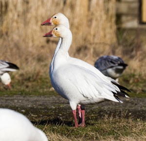 Snow-Goose-similar-cranes