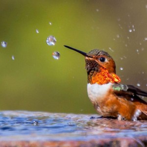 Sounds-May-Attract-Birds-to-Food