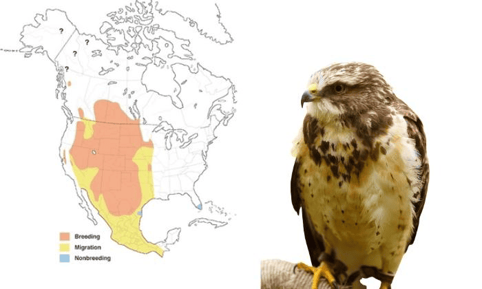 Swainson’s-Hawk-in-Florida