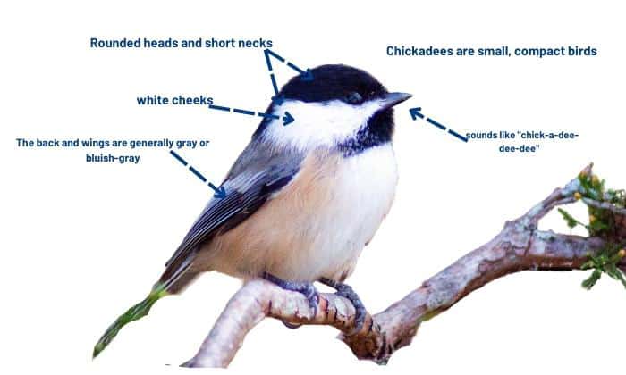 Tips-for-identifying-chickadees