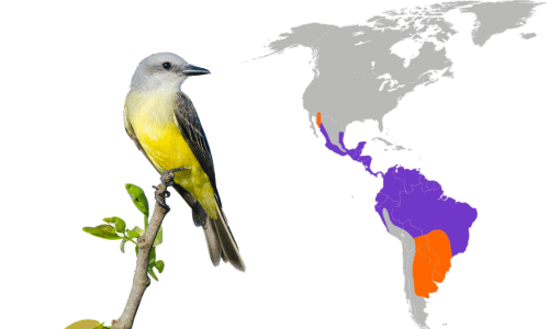 Tropical-Kingbird